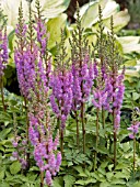 ASTILBE CHINENSIS PUMILA