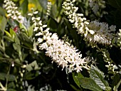 CLETHRA ALNIFOLIA HUMMINGBIRD