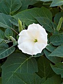 DATURA METEL BELLE BLANCHE