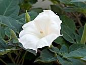 DATURA METEL BELLE BLANCHE