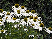 ECHINACEA PURPUREA WHITE SWAN