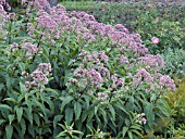 EUPATORIUM PURPUREUM