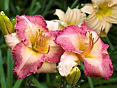 HEMEROCALLIS CHERRY CHAPEAU