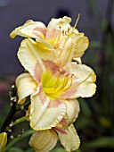 HEMEROCALLIS COME FOLLOW ME