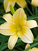 HEMEROCALLIS EGYPTIAN SPICE