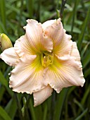 HEMEROCALLIS FAIRY TALE PINK