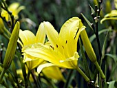 HEMEROCALLIS HYPERION