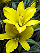 HEMEROCALLIS HYPERION SUPREME