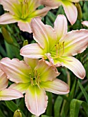 HEMEROCALLIS KWAN YIN