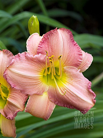 HEMEROCALLIS_MURMURING_MORN