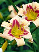 HEMEROCALLIS PINK PUFF