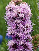 LIATRIS SPICATA KOBOLD