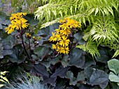 LIGULARIA DENTATA BRITT MARIE CRAWFORD