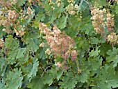 MACLEAYA CORDATA