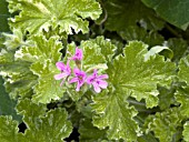 PELARGONIUM ATOMIC SNOWFLAKE