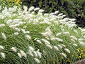 PENNISETUM VILLOSUM FEATHER TOP