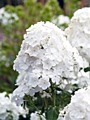 PHLOX PANICULATA DAVID