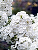 PHLOX PANICULATA DAVID