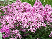 PHLOX PANICULATA EVA CULLUM