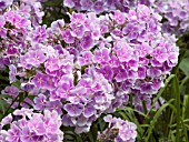 PHLOX PANICULATA FRANZ SCHUBERT