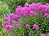 PHLOX PANICULATA ROBERT POORE