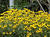 RUDBECKIA GOLDSTURM