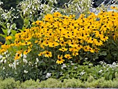 RUDBECKIA HIRTA INDIAN SUMMER