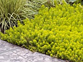 SEDUM RUPESTRE ANGELINA