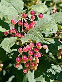 VIBURNUM TRILOBUM WENTWORTH FRUIT