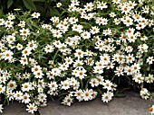 ZINNIA ANGUSTIFOLIA STAR WHITE