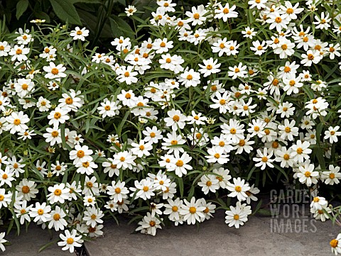 ZINNIA_ANGUSTIFOLIA_STAR_WHITE