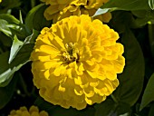 ZINNIA ELEGANS SUN GOLD