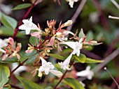 ABELIA GRANDIFLORA FLOWER