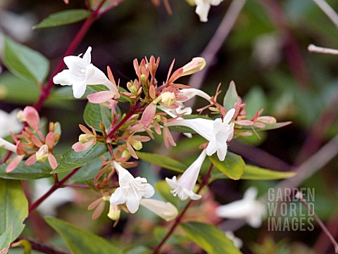 ABELIA_GRANDIFLORA_FLOWER