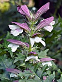 ACANTHUS SPINOSISSIMUS