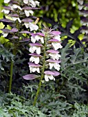 ACANTHUS SPINOSUS