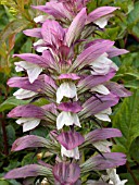 ACANTHUS SPINOSUS