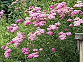 ACHILLEA APPLEBLOSSOM