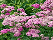 ACHILLEA APPLEBLOSSOM