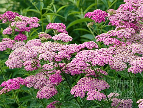 ACHILLEA_APPLEBLOSSOM