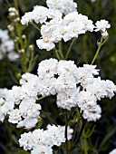 ACHILLEA PTARMICA THE PEARL