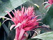 AECHMEA FASCIATA