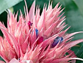 AECHMEA FASCIATA