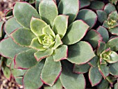 AEONIUM HAWORTHII