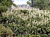 AESCULUS PARVIFLORA