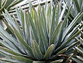 AGAVE VICTORIAE-REGINAE, (SYN. AGAVE FERDINANDI-REGIS)