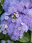 AGERATUM HOUSTONIANUM CLOSE UP