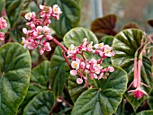 BEGONIA THURSTONII