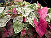 CALADIUM MIX