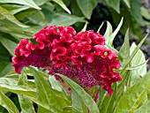 CELOSIA FLORADALE SCARLET